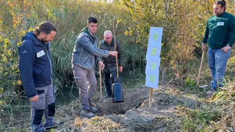 El meandro del r&iacute;o Segura entre El Raal y Beniel recupera el bosque de ribera gracias a la replantaci&oacute;n del Ayuntamiento con ANSE
