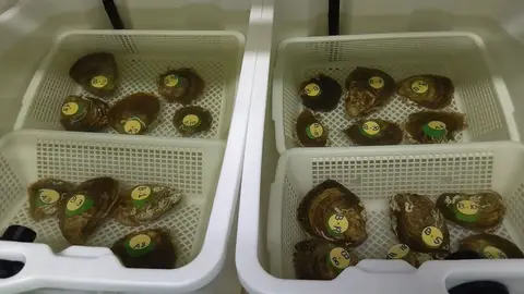 Criadero de ostras habilitado en el laboratorio marino del Centro Oceanogr&aacute;fico de San Pedro del Pinatar, que ser&aacute;n colocadas en los canales de las Salinas de Marchamalo.
