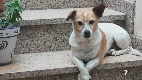 Imagen de la perrita Lola