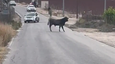 Toros sueltos en Las Torres de Cotillas