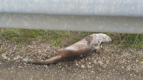 Nutria atropellada