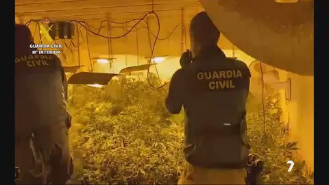 La Benem&eacute;rita se incauta de 400 plantas de marihuana en Cieza (foto: GC)