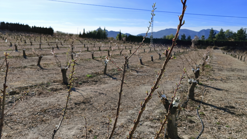 Cultivo de fruta de hueso en Cieza