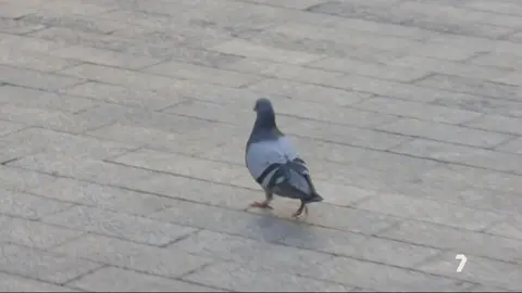 Una paloma en una de las plazas de Murcia (foto: La 7)