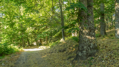 Banco Sabadell fomenta la regeneraci&oacute;n de bosques con la innovaci&oacute;n de CO2 Revolution con drones y semillas inteligentes