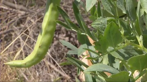 Las habas que se entregar&aacute;n a la Cofrad&iacute;a de la Sangre de Murcia para este Mi&eacute;rcoles Santo (foto: La 7)