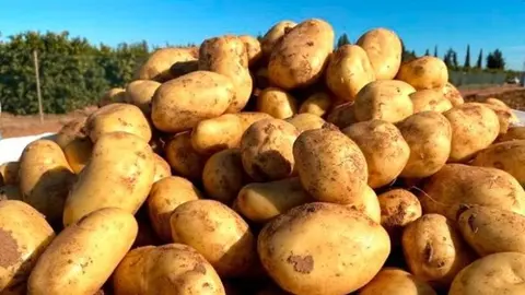 Patatas de Cartagena (foto: Agencias)