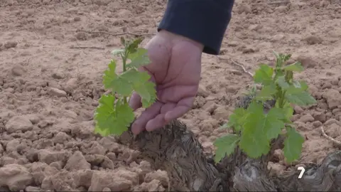 Problemas en la agricultura de secano de la Regi&oacute;n de Murcia (foto: La 7)
