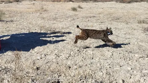 Uri, el lince ib&eacute;rico fallecido en Guadix