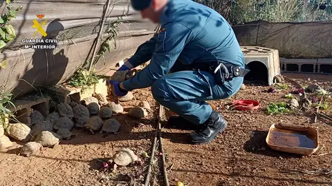 Investigan a un hombre por tener 229 tortugas protegidas sin documentaci&oacute;n en Picassent (foto: GC)