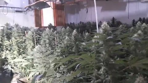La Guardia Civil y la Polic&iacute;a Local de Mula encuentran unas 600 plantas de marihuana en el municipio mule&ntilde;o (foto: La 7)