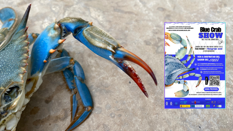 Los Alc&aacute;zares apuesta por el Cangrejo Azul, la nueva especie del Mar Menor