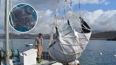 manta raya