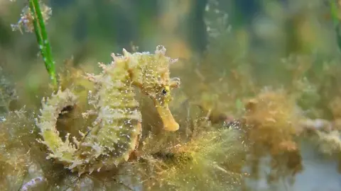 Caballito de mar