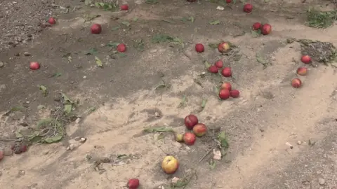 Fruta de hueso en el suelo a causa del granizo (foto: La 7)