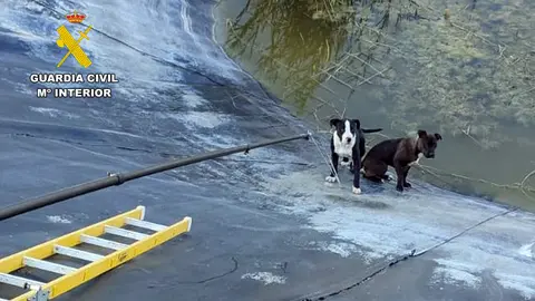 Rescate a dos perros en una balsa de Mula