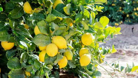 Lim&oacute;n de la Regi&oacute;n de Murcia (foto: Mercadona)