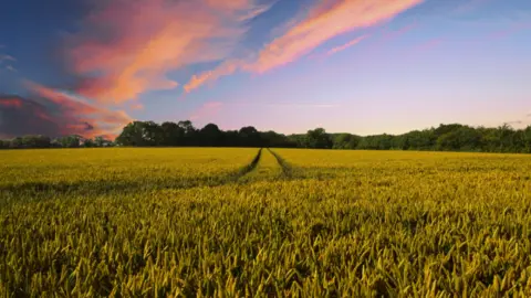 C&oacute;mo afecta el efecto invernadero a la agricultura