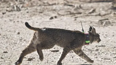 Lince ib&eacute;rico 'Troncho'