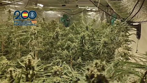 Casi 500 plantas de marihuana encontradas por la Polic&iacute;a Nacional (foto: PN)