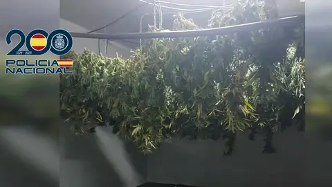 Plantaci&oacute;n de marihuana incautada en Alcantarilla (foto: PN)