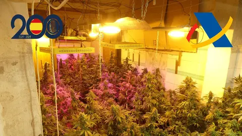 Plantaci&oacute;n de marihuana intervenida en el marco de la operaci&oacute;n (foto: PN)