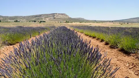 Cultivos de lavanda en el Noroeste de la Regi&oacute;n de Murcia (foto: CARM)