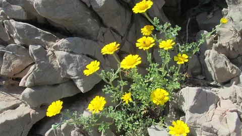 La manzanilla de Escombreras o anthemis chrysantha, especie considerada en 'Peligro de extinci&oacute;n' (foto: CARM)