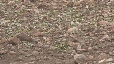 Cosecha de almendra p&eacute;rdidas tras el granizo del pasado domingo en el Noroeste (foto: La 7)
