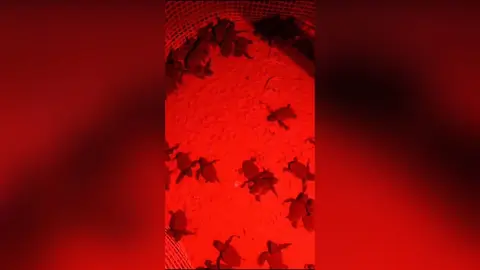 Nacimiento de tortugas bobas en La Manga del Mar Menor (foto: Fernando L&oacute;pez Miras)