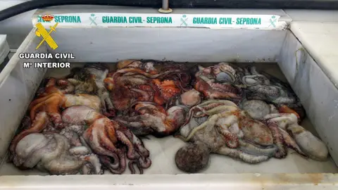 Ejemplares de pulpo intervenidos (foto: Guardia Civil)
