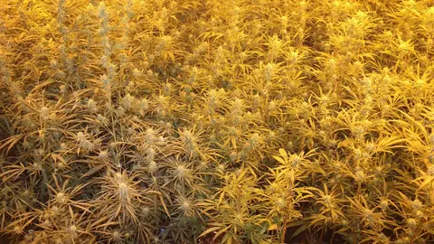 Plantas de marihuana intervenidas en el marco de la operaci&oacute;n (foto: Polic&iacute;a Nacional)
