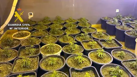 Invernadero de marihuana en Abar&aacute;n (foto: GC)