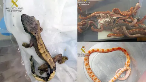 Reptiles incautados (foto: GC)