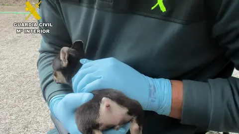 20250210 INVESTIGACION MALTRATO ANIMAL AMPUTACION COLA CANES PPN LORCA 0...