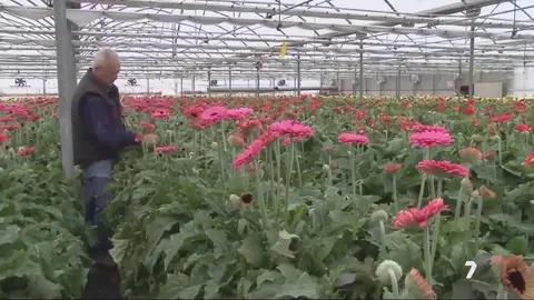 Invernadero de flores en Ceheg&iacute;n (foto: La 7)