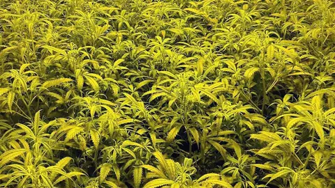 La Guardia Civil se incauta de casi 400 plantas de marihuana en Totana (foto: GC)