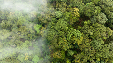 &iquest;Qu&eacute; son los cr&eacute;ditos de carbono? La Regi&oacute;n podr&iacute;a ser una gran beneficiada con la agricultura como sumidero de carbono ✌🏻