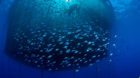 Una empresa murciana logra que los peces le 'digan' cu&aacute;ndo los peces tienen hambre