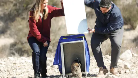 Suelta de dos linces en el parque de Protecci&oacute;n Civil de Zarcilla
