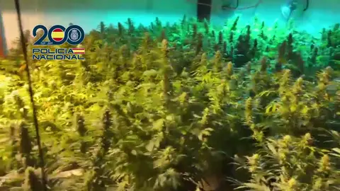 Plantaci&oacute;n de marihuana en Molina de Segura (foto: PN)