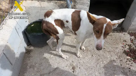 Imagen de una de las perras encontradas (foto: GC)