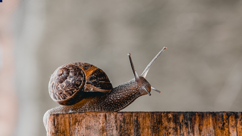 Caracol: El ej&eacute;rcito invisible que reina en la Regi&oacute;n tras la lluvia (y desaf&iacute;a la sequ&iacute;a)