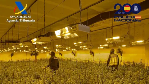Plantaci&oacute;n (foto: PN)