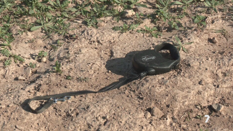 Tragedia canina en Murcia: Un perro muerto y dos personas heridas tras un ataque