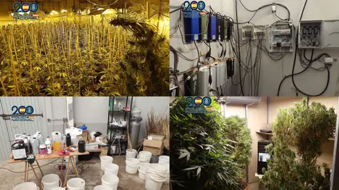 Plantas de marihuana encontradas y resto de material incautado por la Polic&iacute;a Nacional