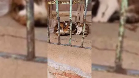 Tres de los gatos que se ha llevado la protectora de animales y que una vecina de Molina ha lanzado por la ventana de su vivienda (foto: La 7)