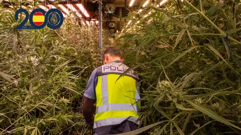 Agente de la Polic&iacute;a Nacional en la plantaci&oacute;n