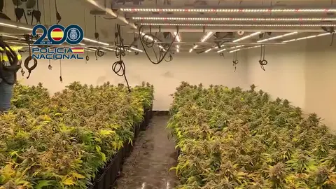 Plantaci&oacute;n marihuana en Cartagena (foto: PN)