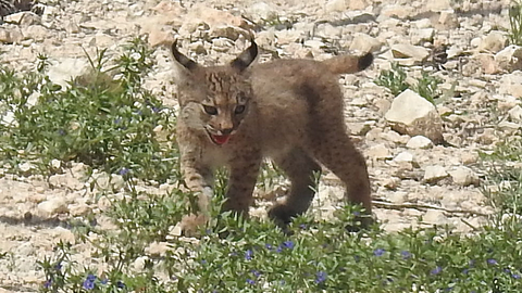 Primeros cachorros de lince ib&eacute;rico en la Regi&oacute;n